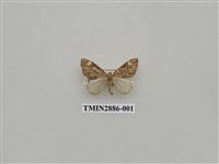 藏品(尺蛾615)的圖片